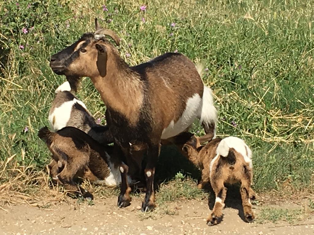 Agriturismo Terre Di Musignano Canino Bagian luar foto
