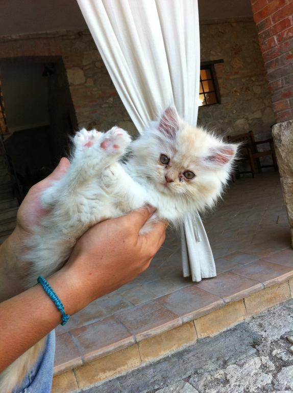 Agriturismo Terre Di Musignano Canino Bagian luar foto